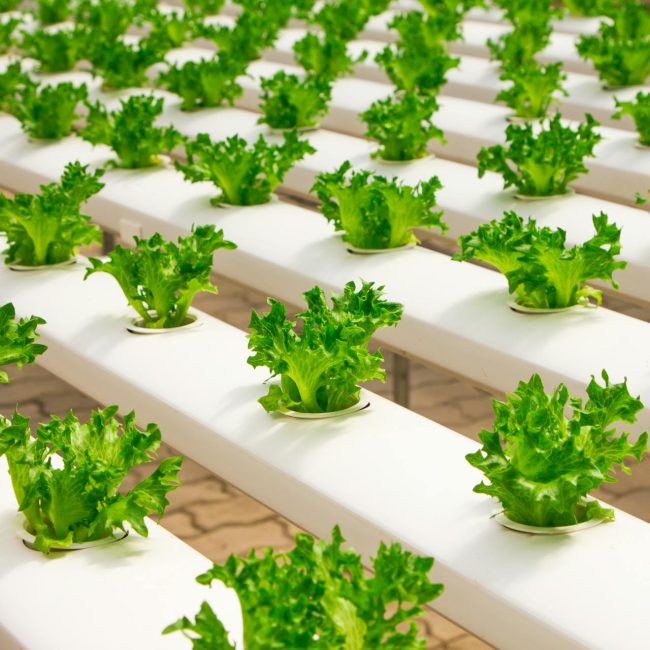 Technology & Modern Farming Practices - Investment in Agricultural Enterprises